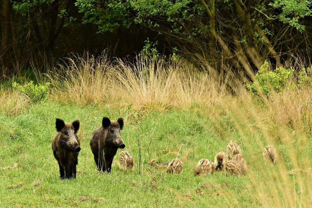 プッテン Reewold Veluweヴィラ エクステリア 写真